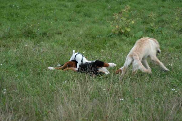 Klicken fr Bild in voller Grsse