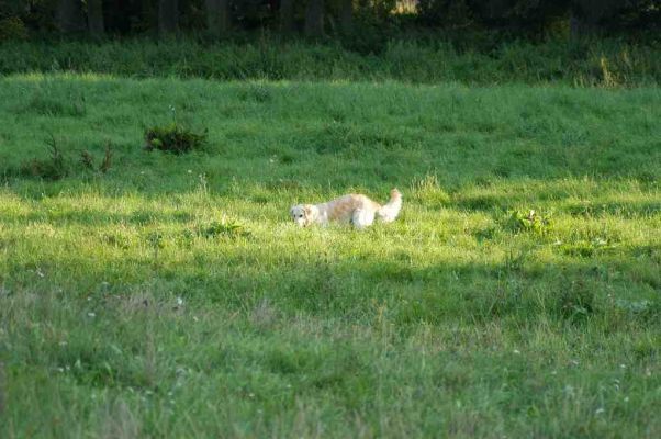 Klicken fr Bild in voller Grsse