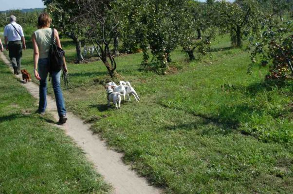 Klikni za sliku u punoj veliini